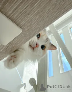 Фото №1. рэгдолл - купить в Экстра за договорная. Объявление №157127