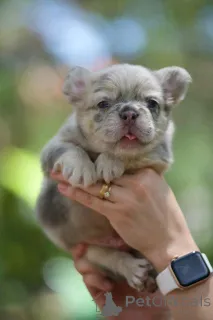 Дополнительные фото: Очаровательные щенки французского бульдога доступны для продажи