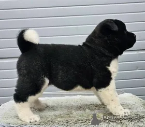 Дополнительные фото: Щенки американского стаффордширского терьера