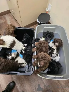 Фото №1. лабрадудль - купить в Берлине за 92767₽. Объявление №139076