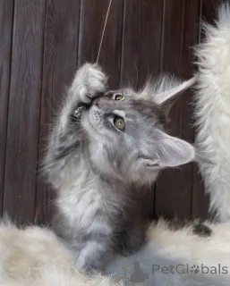 Фото №2 к объявлению №155325 о продаже мейн-кун - купить в Исландии частное объявление