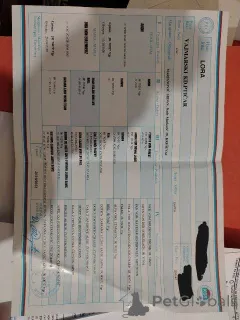 Дополнительные фото: Веймаранер сука