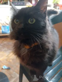 Фото №1. бомбейская - купить в Тбилиси за 11683₽. Объявление №166408