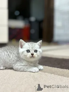 Фото №1. шотландская (скоттиш страйт) - купить в Минске за 14495₽. Объявление №163066