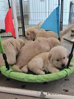 Фото №3. Entzückende Golden-Retriever-Welpen suchen einliebevolles Zuhause!.  Германия