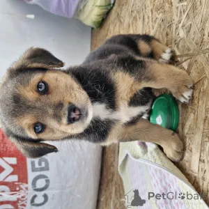 Фото №1. немецкая овчарка - купить в Минске за 1449₽. Объявление №145291