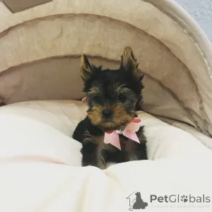 Дополнительные фото: Очаровательные щенки на продажу