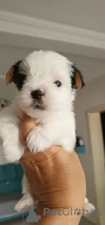 Фото №3. Бивер Принцесса.  Турция