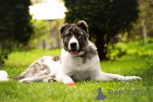 Фото №2 к объявлению №120166 о продаже беспородную - купить в России частное объявление