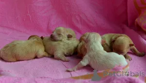 Фото №3. МАЛЬТІПУ д.н. 21.04.2026. Окрас карамель..  Украина