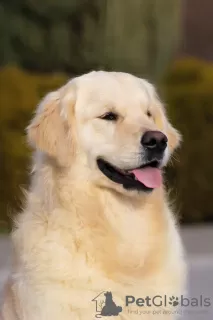 Дополнительные фото: Golden retriever. Boy.