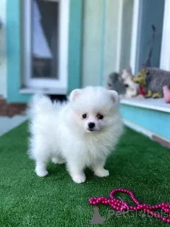 Фото №1. померанский шпиц - купить в Брага за договорная. Объявление №164444