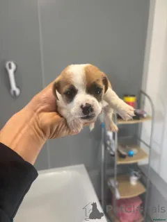 Фото №4. Продажа джек-рассел-терьера в Heusenstamm частное объявление - цена 35251₽