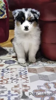 Фото №3. Австралийская овчарка.  Сербия