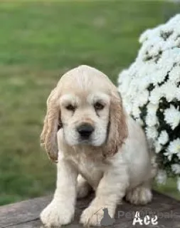 Фото №2 к объявлению №165802 о продаже английского кокер-спаниеля - купить в Италии частное объявление, заводчик