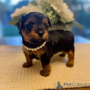 Фото №4. Продажа йоркширского терьера в Берлине частное объявление, из приюта - цена 51022₽