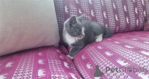 Фото №1. манчкин - купить в Дессау-Рослиу за 32468₽. Объявление №154214