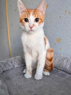 Дополнительные фото: Тоша, маленький персиковый котенок, который ждёт своего человека