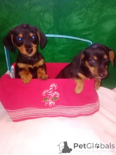 Дополнительные фото: Щенки миниатюрной таксы