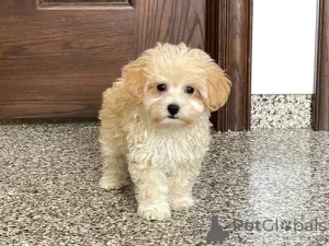 Фото №1. мальтипу - купить в Нью-Йорке за 49283₽. Объявление №142265