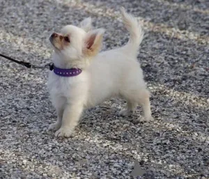 Фото №1. чихуахуа - купить в Эелс за договорная. Объявление №167122