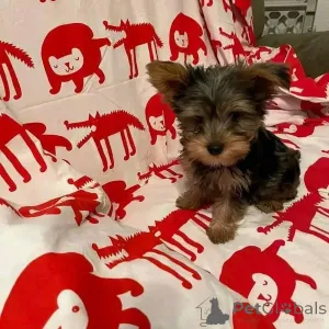 Фото №3. Продаются милые очаровательные щенки йорка. Свяжитесь с WhatsApp Business.  Германия