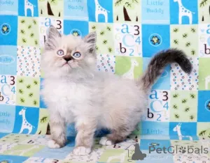 Фото №3. Котята Рэгдолл на переезд.. Германия