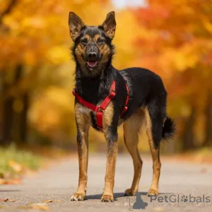 Фото №3. Чипа, 1 год - энергичная, забавная и очень домашняя собака!.  Россия