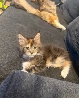 Фото №3. Шатоны мейн-кун на продажу. Финляндия