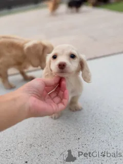 Фото №1. такса - купить в Линц за договорная. Объявление №163658