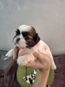 Дополнительные фото: Идеальные чистокровные щенки Ши-Тцу.