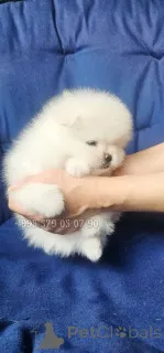 Дополнительные фото: Продаются щенки померанского шпица белого окраса воплощение благородства и