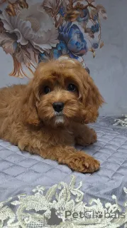 Дополнительные фото: Кавапу щенки