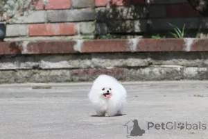 Фото №4. Продажа померанского шпица в Дудельдорф частное объявление - цена 44035₽