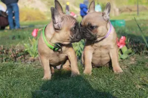 Дополнительные фото: French bulldog for sale