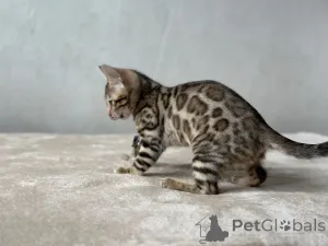 Дополнительные фото: Шикарный Бенгальский мальчик в разведение