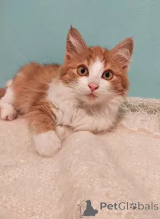 Дополнительные фото: Петя ищет себе уютный дом.