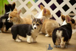 Дополнительные фото: Щенки вельш-корги пемброка пемброка