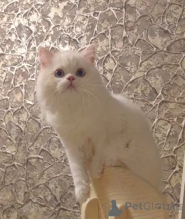 Фото №4. Продам шотландскую (скоттиш страйт) в Ессентуки из питомника - цена договорная