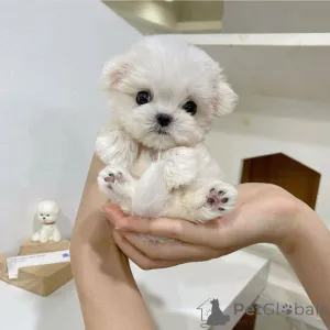 Фото №2 к объявлению №163356 о продаже мальтийскую болонку - купить в Германии заводчик