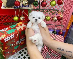 Фото №2 к объявлению №162910 о продаже мальтийскую болонку - купить в Нидерландах заводчик