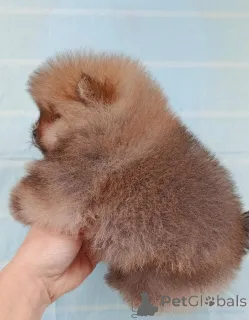 Дополнительные фото: Pomeranski Mini Shpic Pomeranian Spitz Померанские Мини шпицы