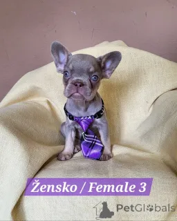 Дополнительные фото: Щенки французского бульдога экзотических окрасов.