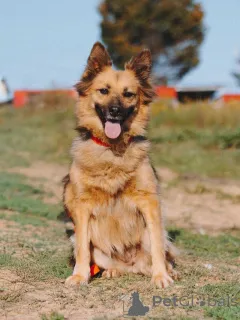 Дополнительные фото: Домашняя миниатюрная собачка Леди, идеальный компаньон ищет дом