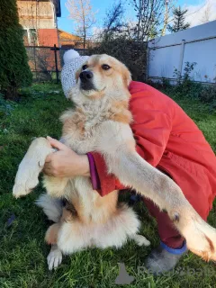 Дополнительные фото: Игривая собака с хвостом-пальмой