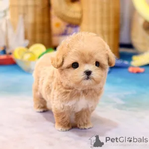 Фото №1. мальтипу - купить в Албама за договорная. Объявление №152225