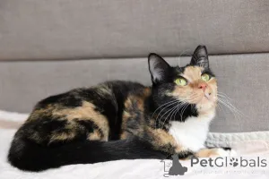 Фото №2 к объявлению №164182 о продаже  - купить в Беларуси из приюта