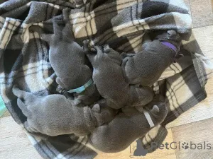 Фото №1. стаффордширский бультерьер - купить в Валмера за договорная. Объявление №159991