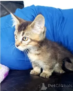 Дополнительные фото: Котята Манчкин