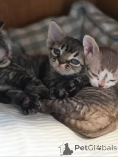 Фото №1. девон рекс - купить в румынский за договорная. Объявление №161174